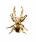 Giant gold stag beetle - gifts for men