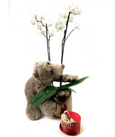Luxus ajándékcsomag, benne cserepes orchidea, mini torta és plüssmackó