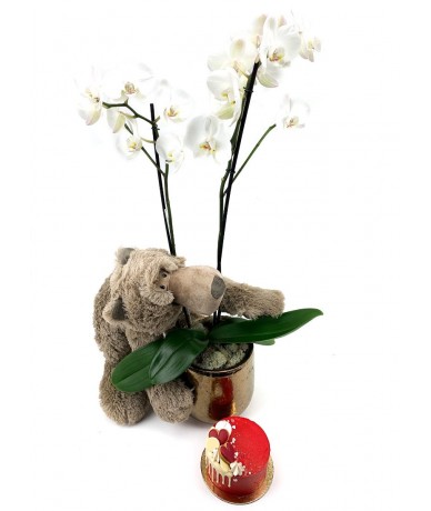 Gift pack with planted orchid, teddy bear and mini cake