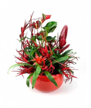 3 egzotikus növény piros virágokkal, fényes zöld levelekkel összeültetve és bedíszítve piros kaspóban