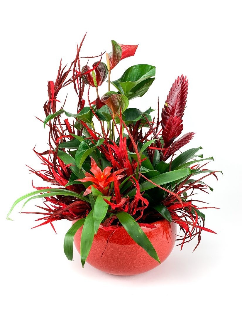 Plant composition form bromelias and anthurium in ceramic pot