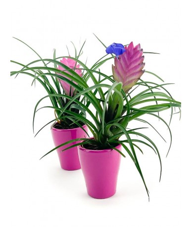 Pink Tillandsia plant in ceramic pot